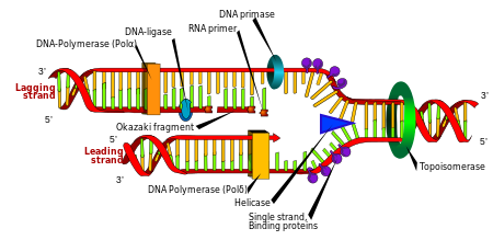 DNA replication fluoroquinolone Topoisomerase Interrupter