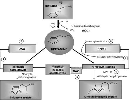 histamine and mthfr