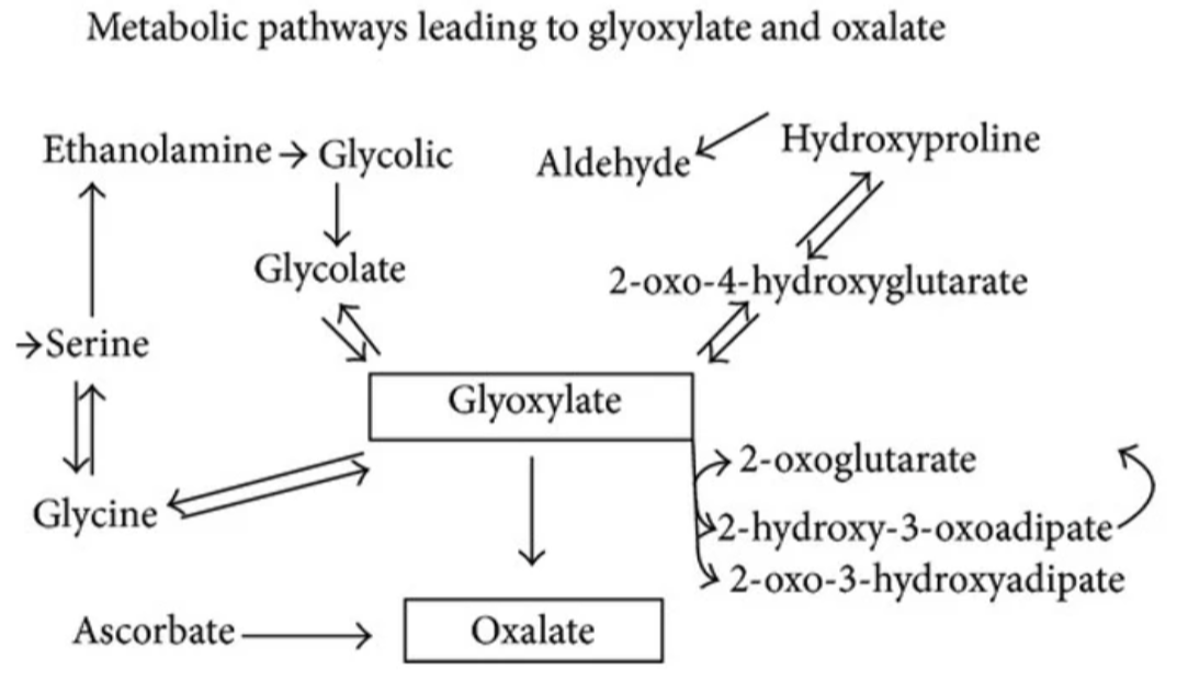glyoxalate pathway